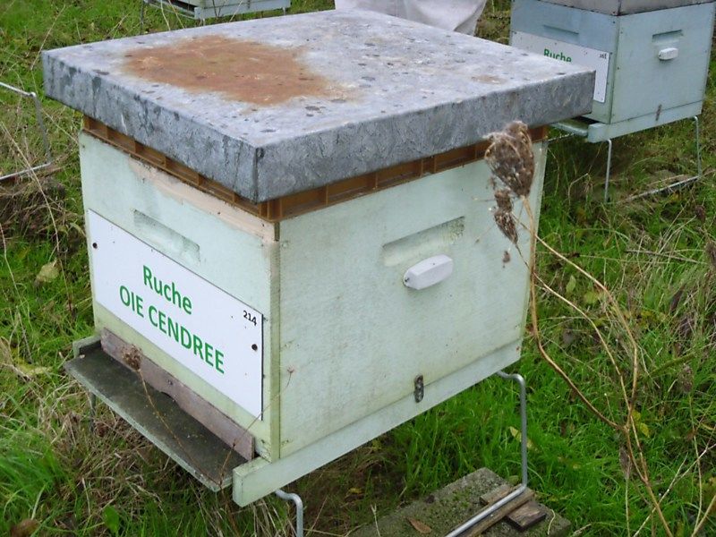 La ruche Oie cendrée