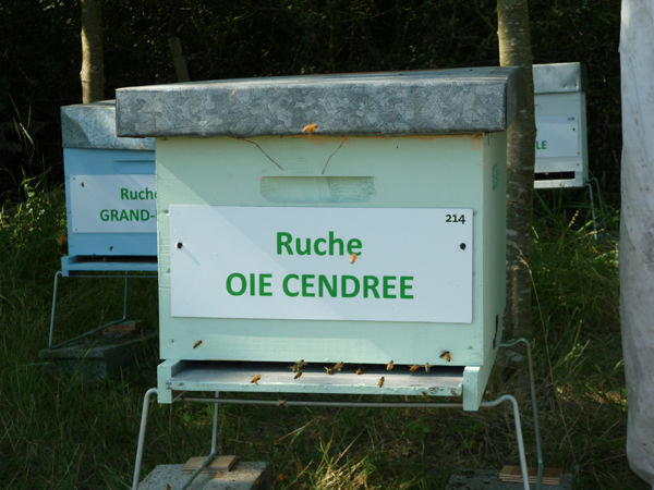 La ruche Oie cendrée
