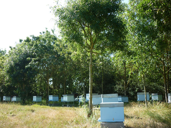 La ruche Oie cendrée