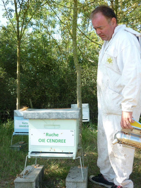 La ruche Oie cendrée