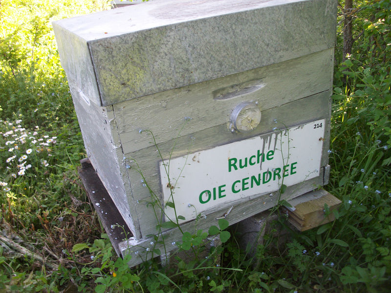 La ruche Oie cendrée