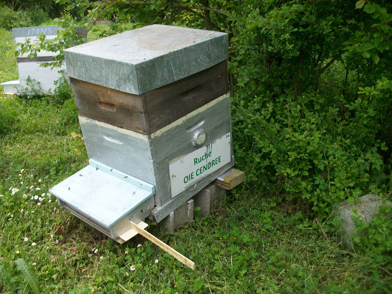 La ruche Oie cendrée