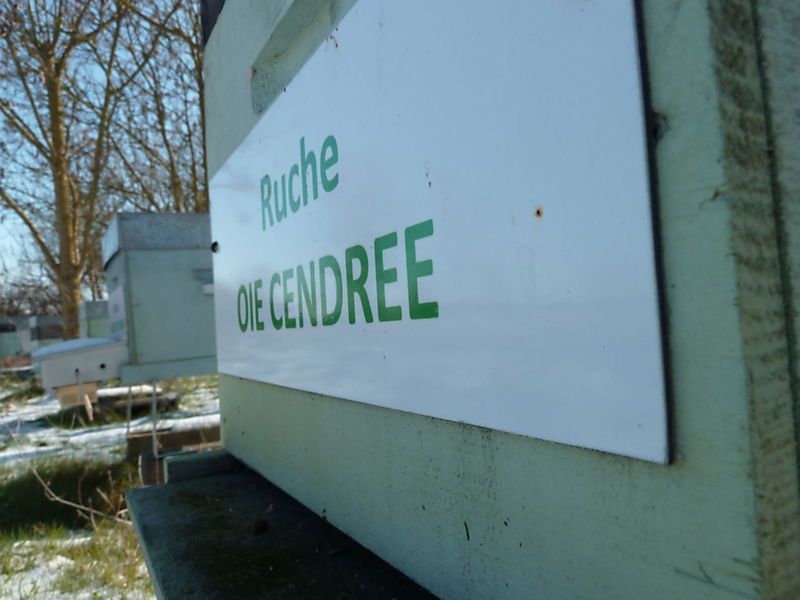 La ruche Oie cendrée