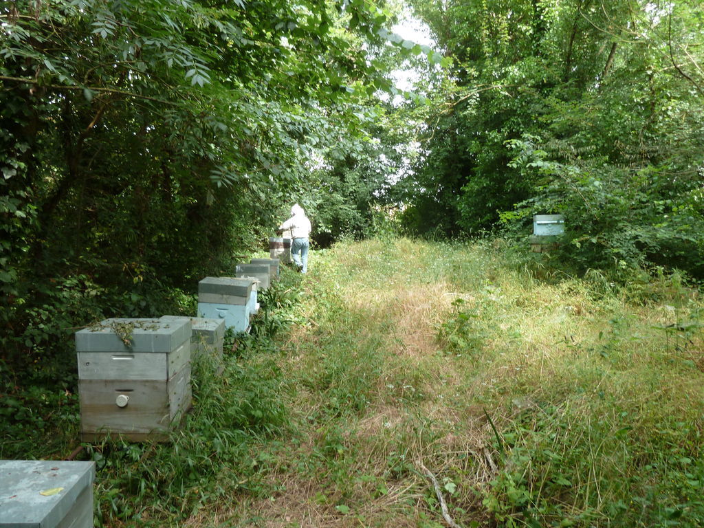 La ruche Oie cendrée
