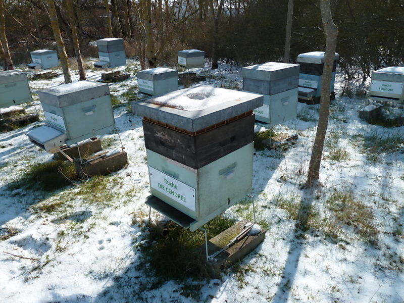 La ruche Oie cendrée