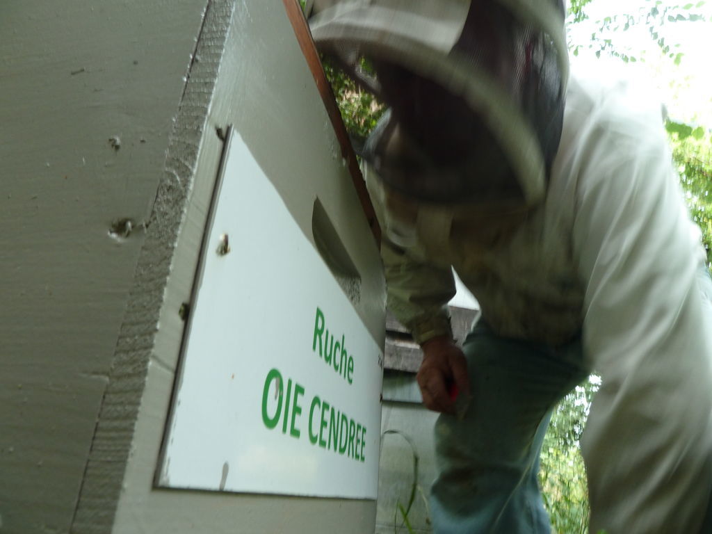 La ruche Oie cendrée