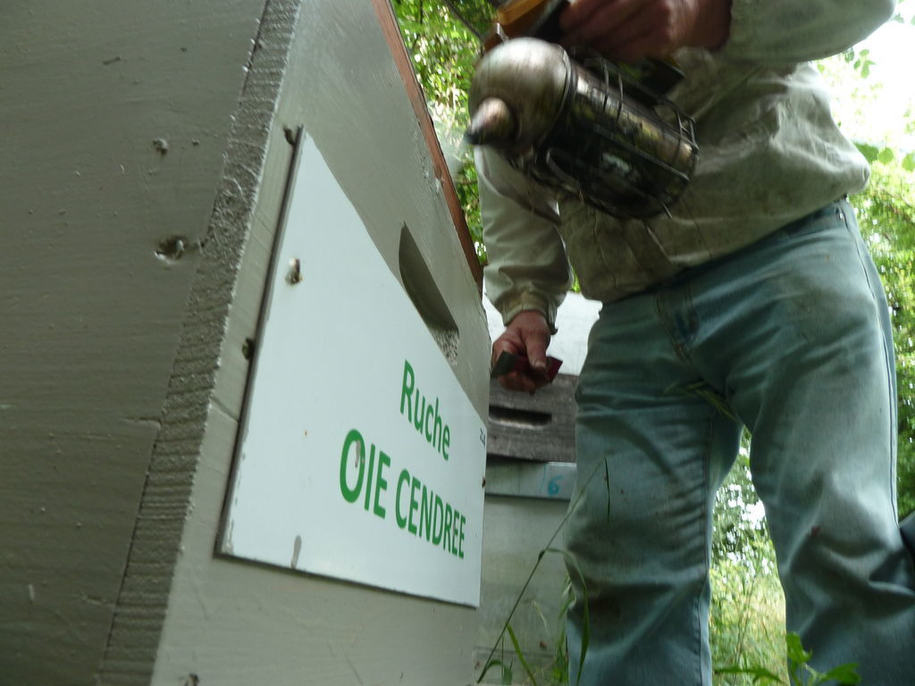 La ruche Oie cendrée