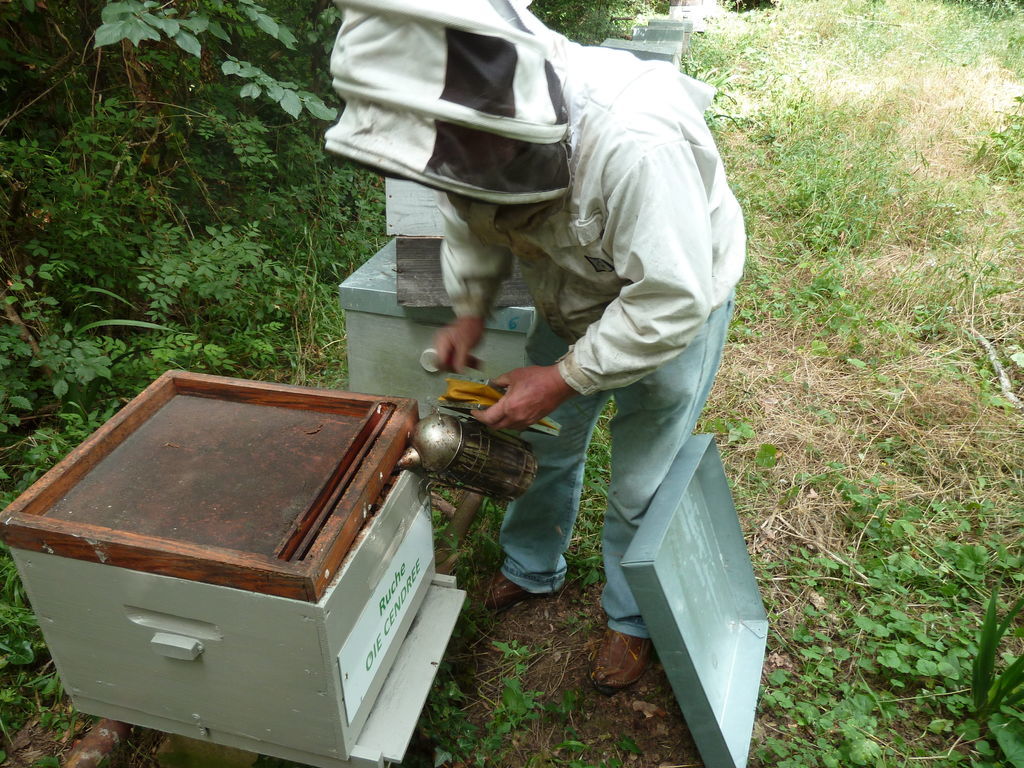 La ruche Oie cendrée