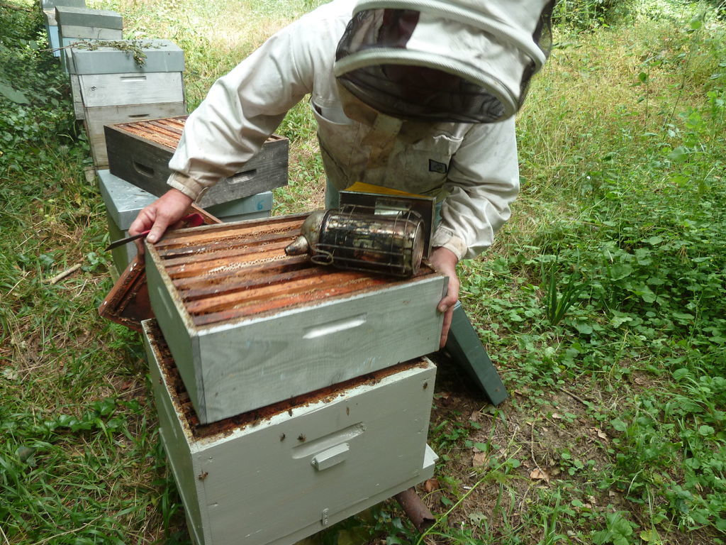 La ruche Oie cendrée