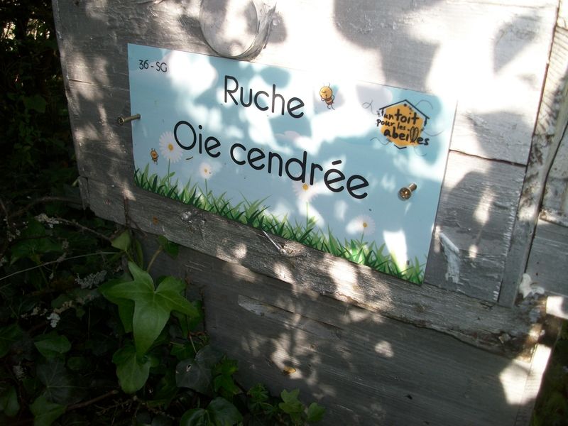 La ruche Oie cendrée