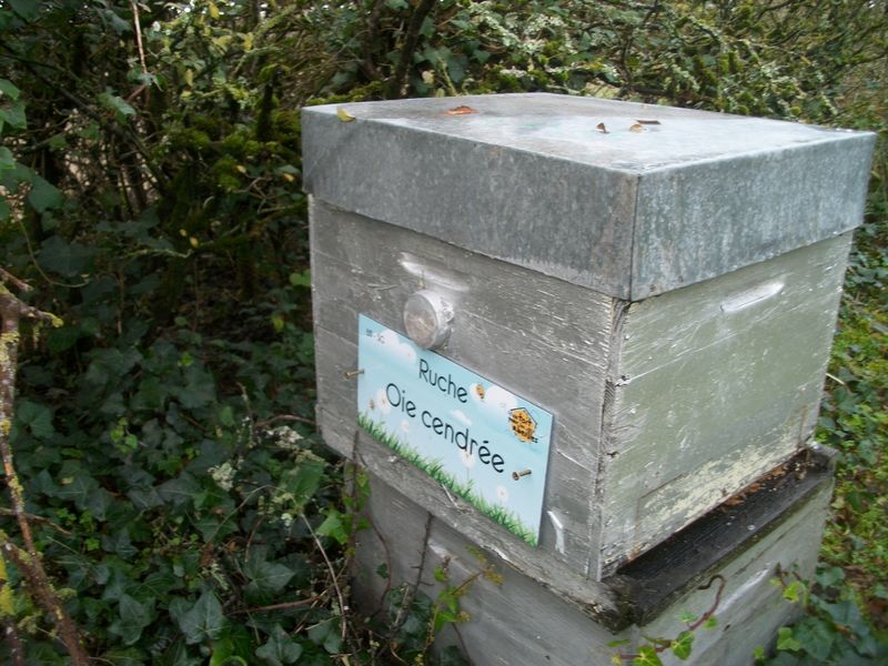 La ruche Oie cendrée