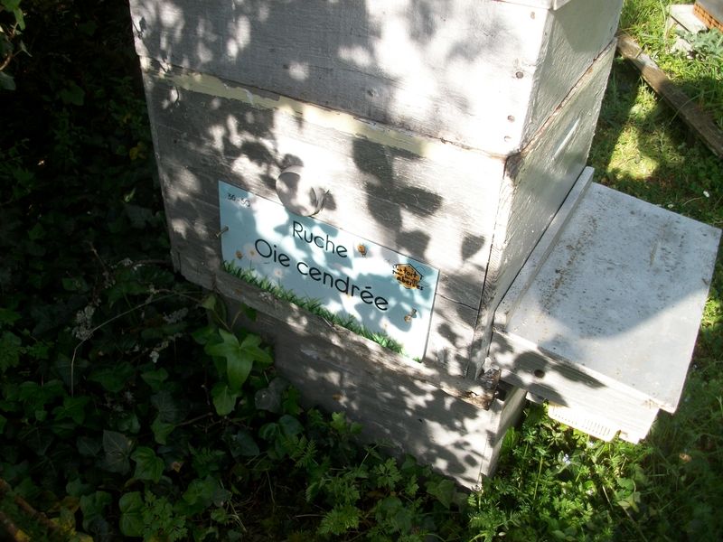 La ruche Oie cendrée