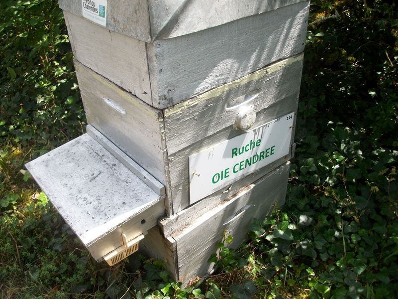 La ruche Oie cendrée