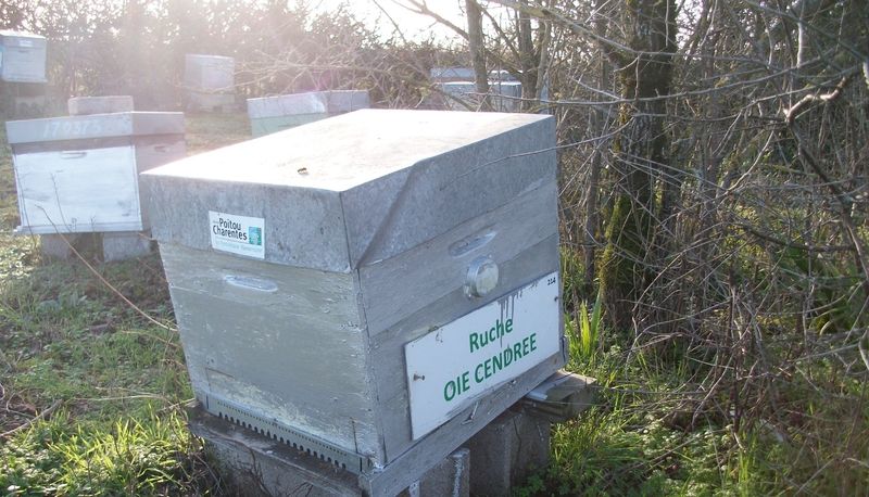 La ruche Oie cendrée