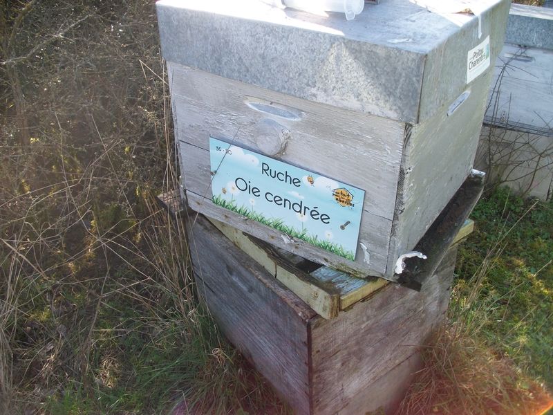 La ruche Oie cendrée