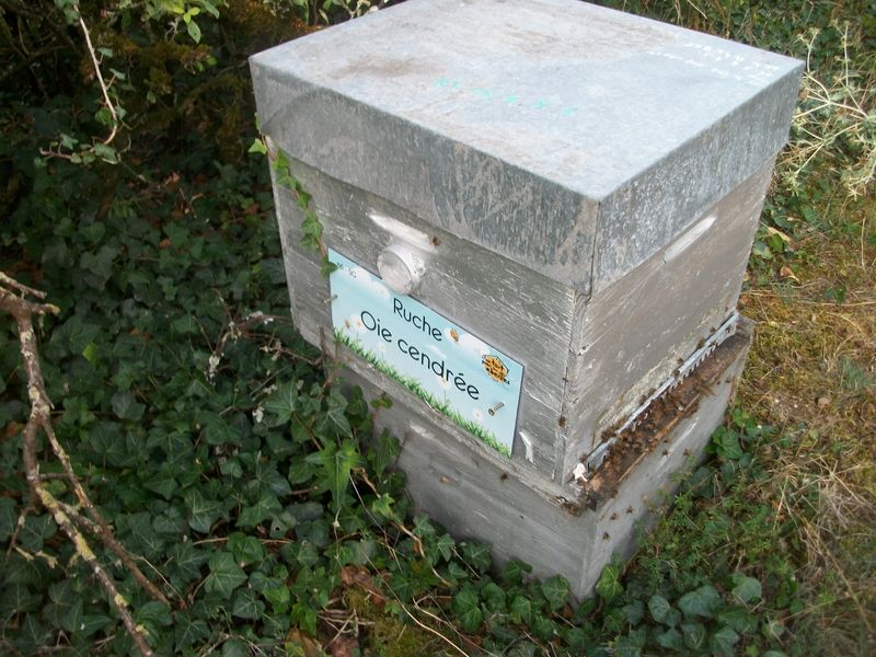 La ruche Oie cendrée