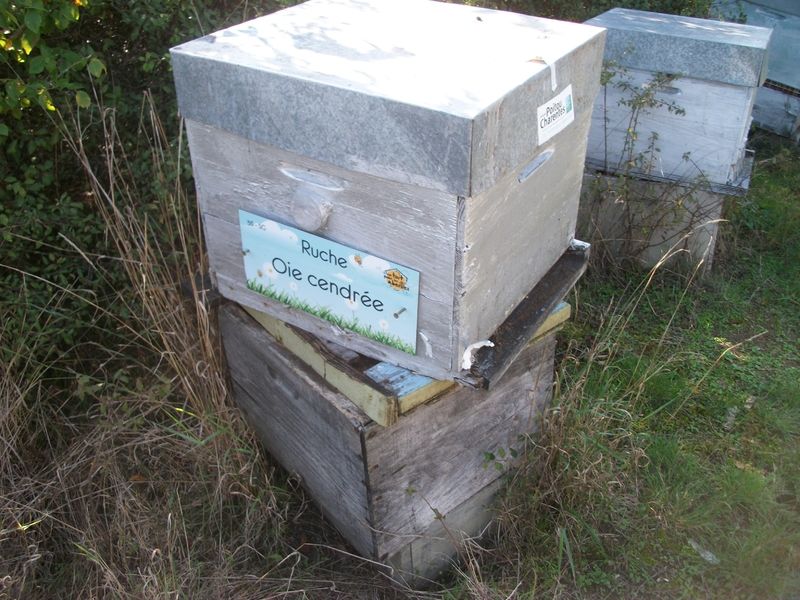 La ruche Oie cendrée