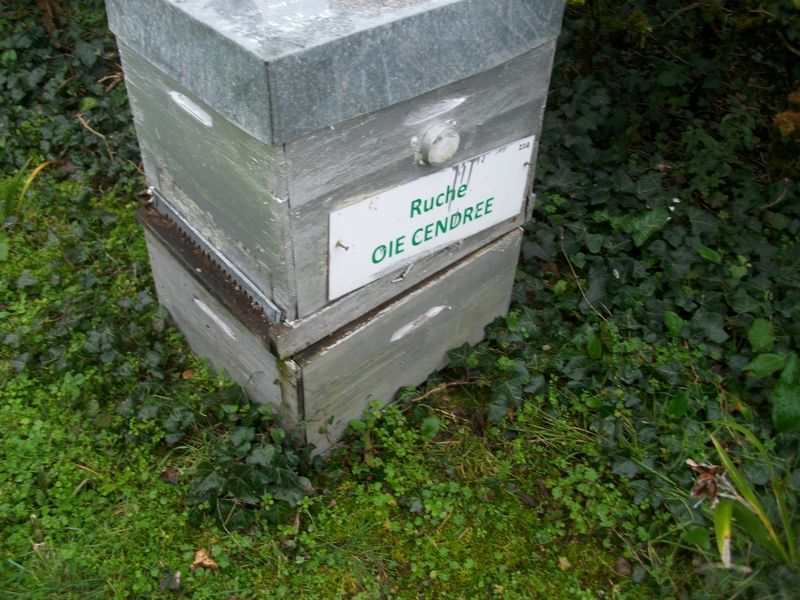 La ruche Oie cendrée