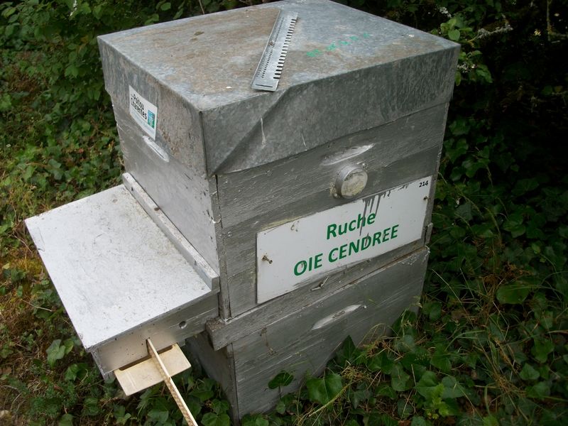 La ruche Oie cendrée