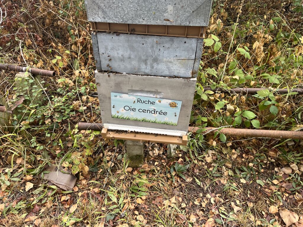 La ruche Oie cendrée