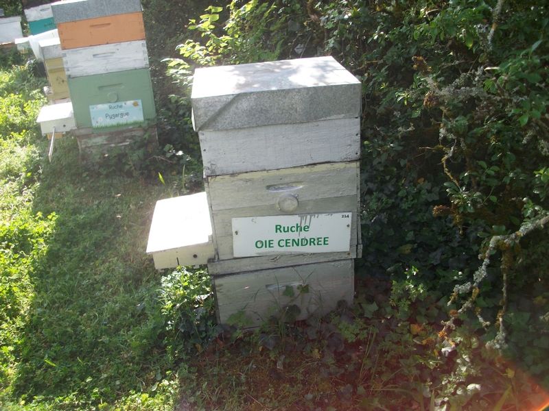 La ruche Oie cendrée