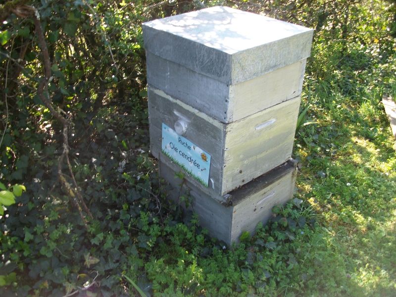 La ruche Oie cendrée