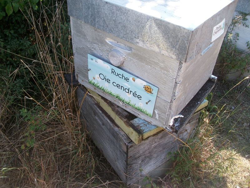 La ruche Oie cendrée