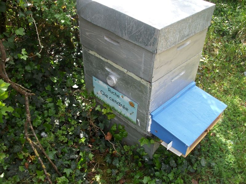 La ruche Oie cendrée