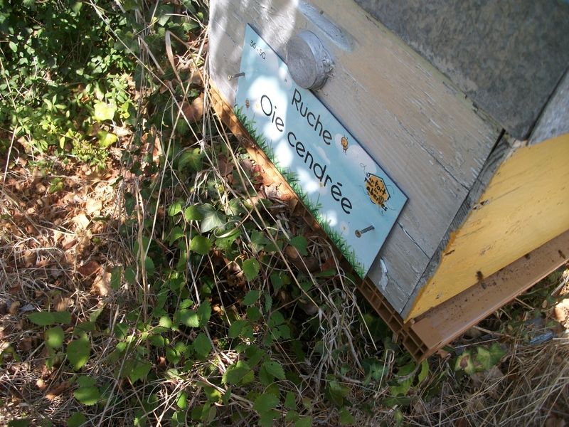 La ruche Oie cendrée