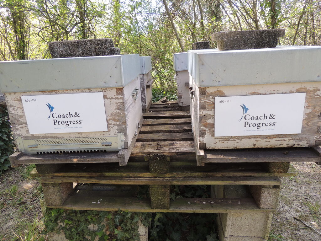 La ruche Coach&Progress