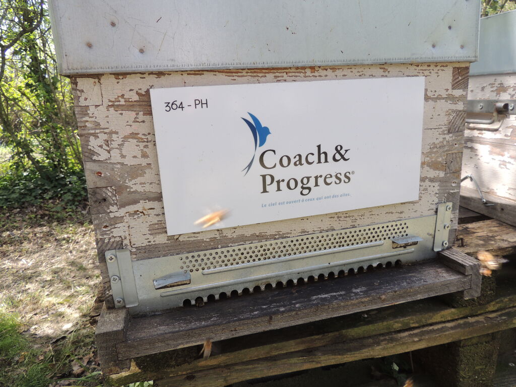 La ruche Coach&Progress