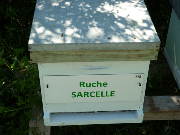 La ruche Sarcelle