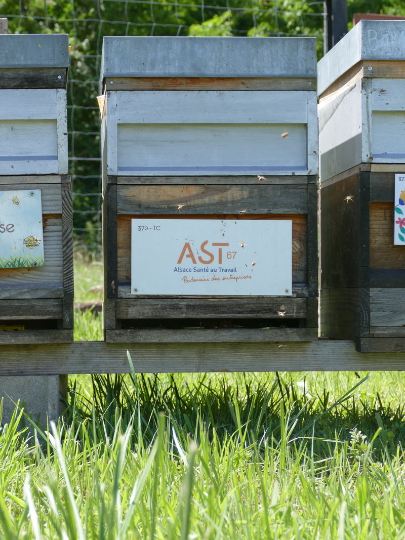 La ruche Ast67 - alsace santé au travail