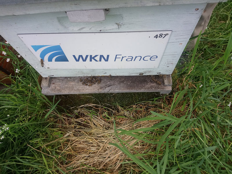 La ruche WKN FRANCE