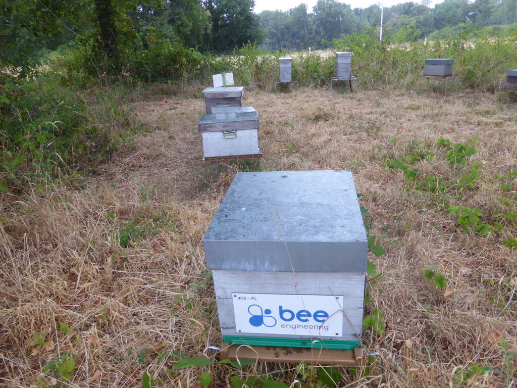 La ruche Bee engineering