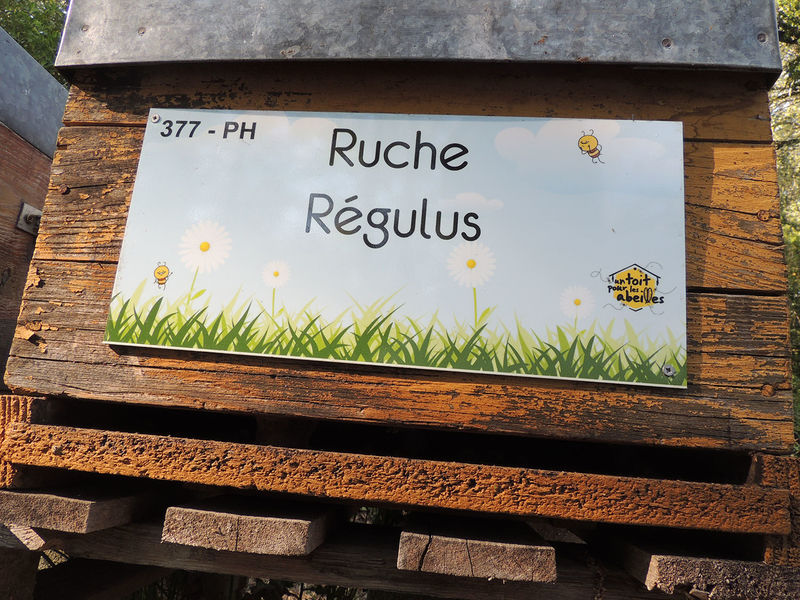 La ruche Régulus