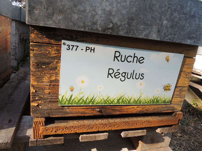 La ruche Régulus