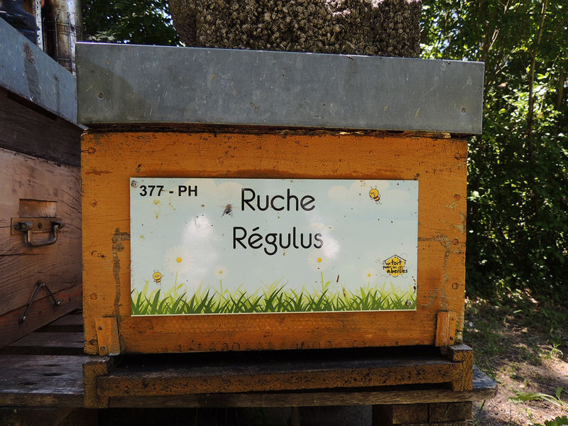 La ruche Régulus