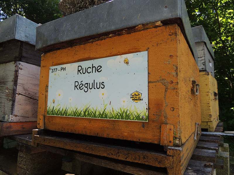 La ruche Régulus