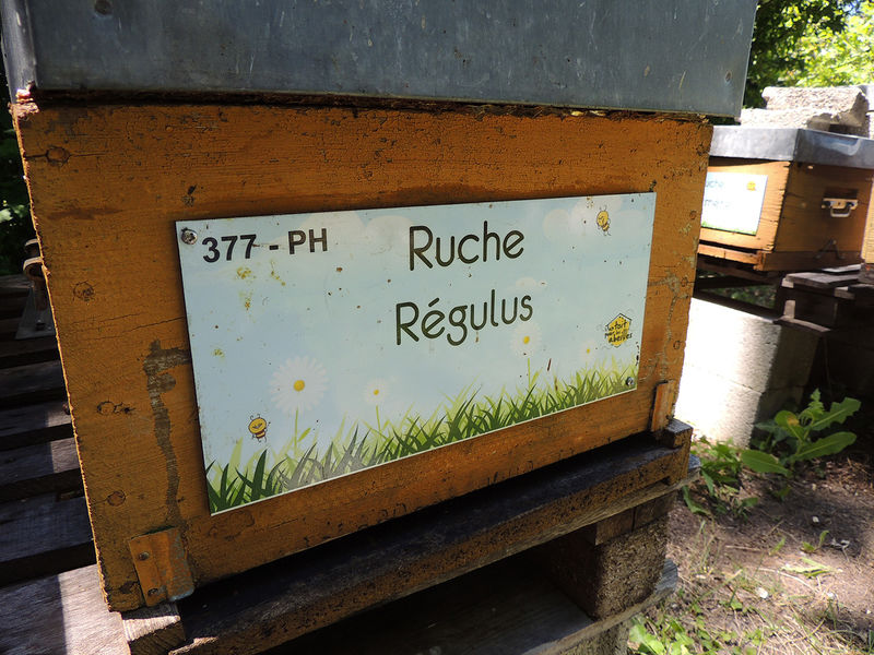 La ruche Régulus