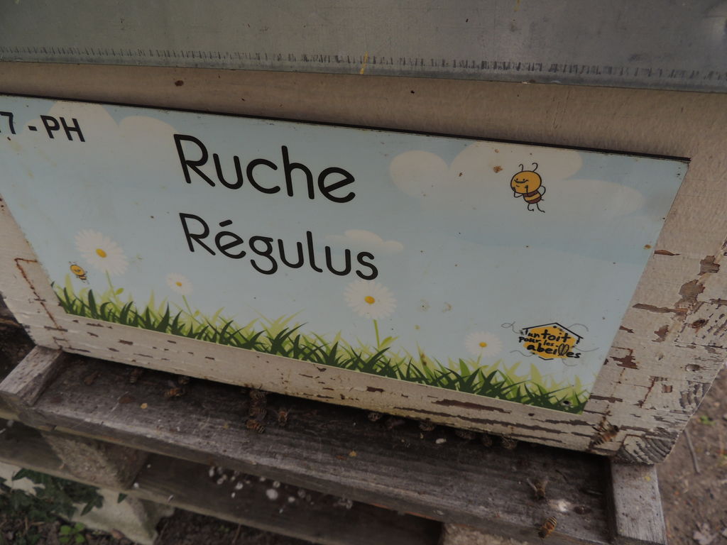 La ruche Régulus