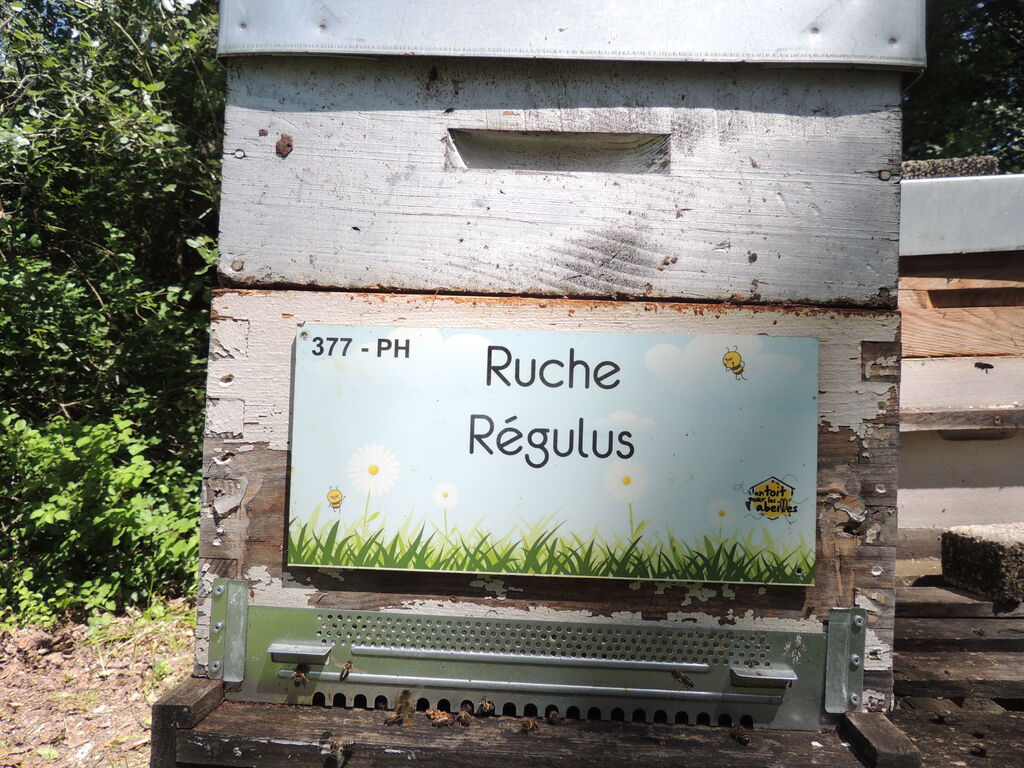 La ruche Régulus