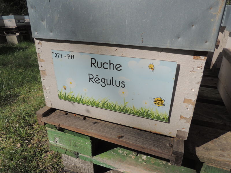 La ruche Régulus