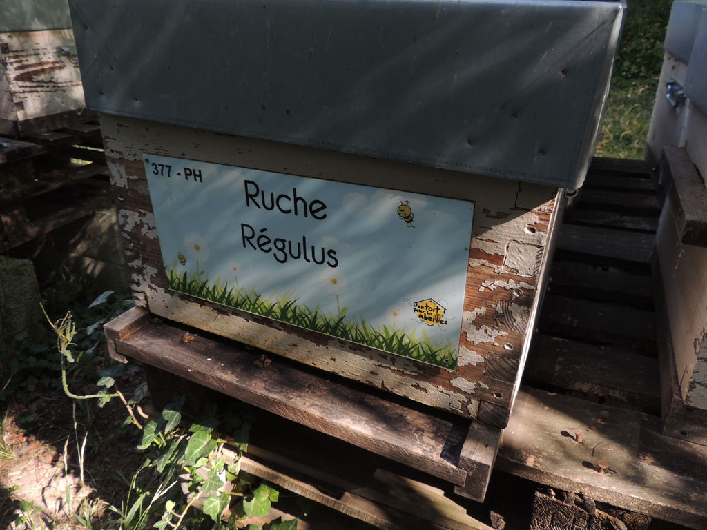 La ruche Régulus