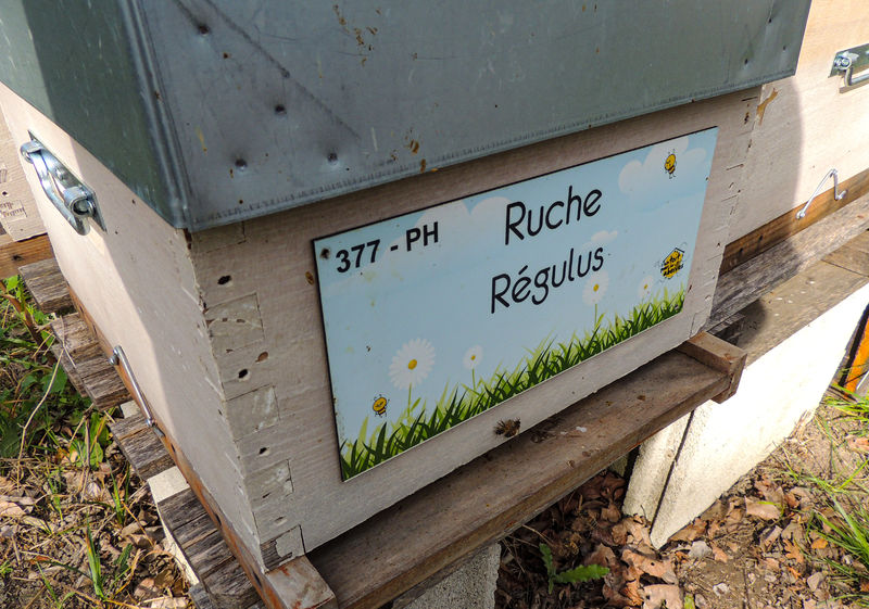La ruche Régulus