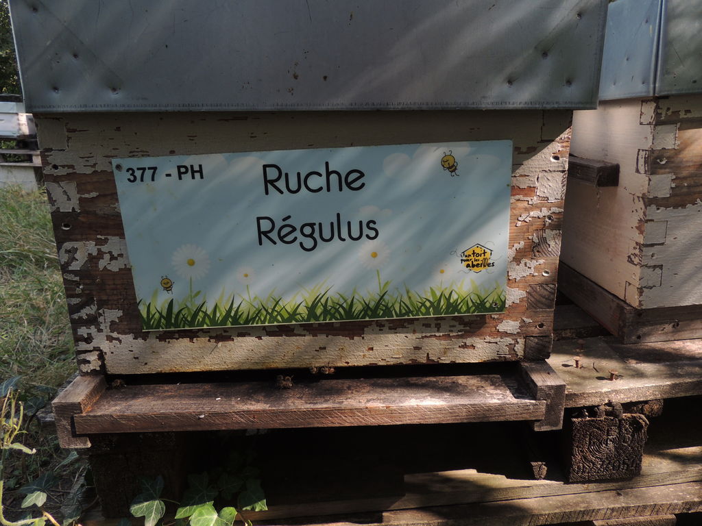 La ruche Régulus