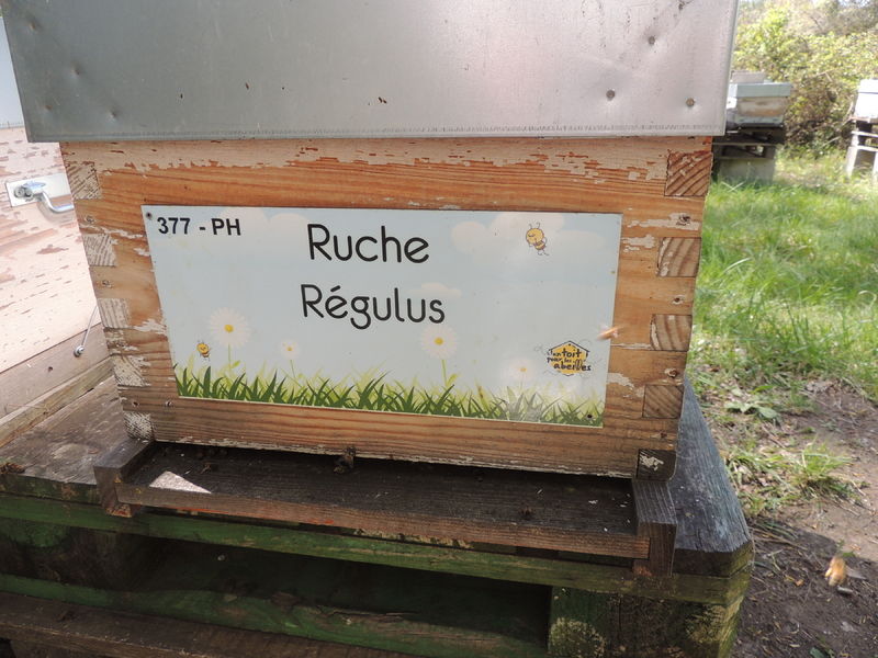 La ruche Régulus