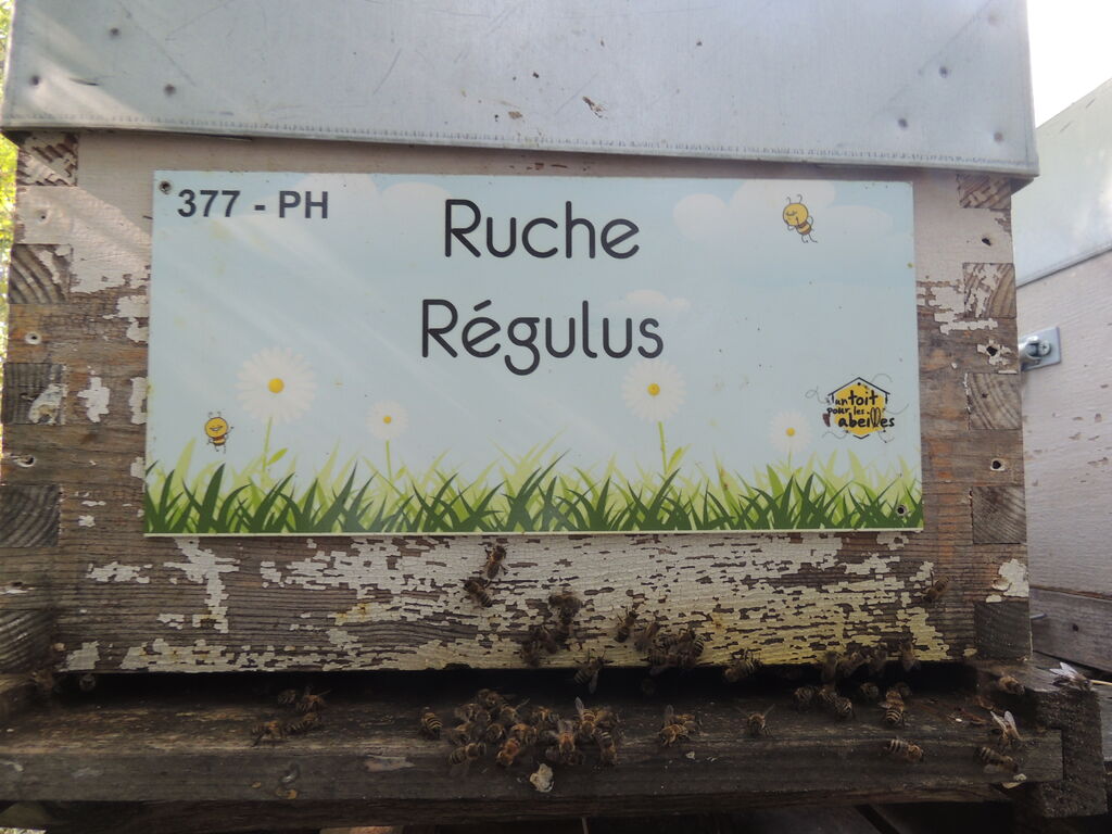 La ruche Régulus