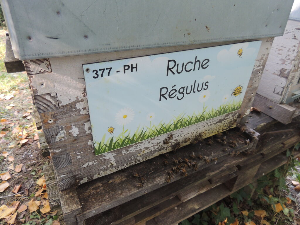 La ruche Régulus