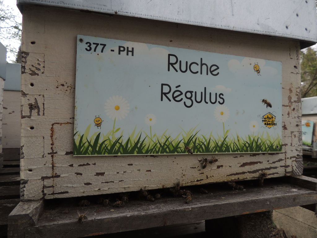 La ruche Régulus